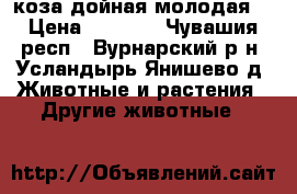  коза дойная молодая  › Цена ­ 4 000 - Чувашия респ., Вурнарский р-н, Усландырь-Янишево д. Животные и растения » Другие животные   